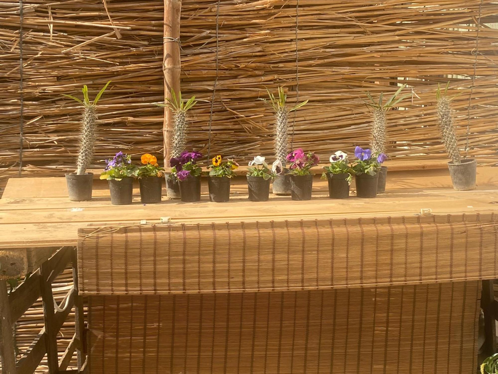 Airport Rooftop Club Luxurious Rooms And Studios Kairo Exteriör bild